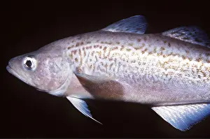 Showing: WALLEYE POLLACK - showing lateral line