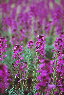 Wallflower: Wallflower