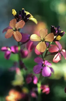 Wallflower: Wallflower