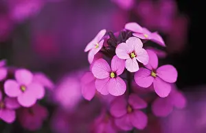Wallflower: Wallflower