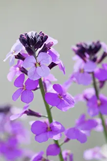 Wallflower: Wallflower