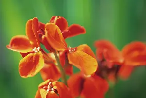 Wallflower: Wallflower