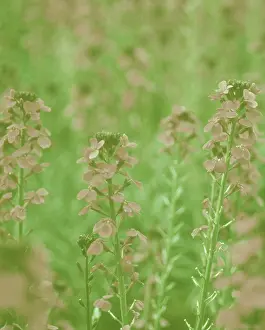 Enhanced: Wallflower
