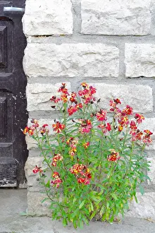 Capparales: Wallflower (Erysimum cheiri, cheiranthus cheiri)