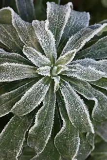 Wallflower: Wallflower, Erysimum cultivar, Green subject