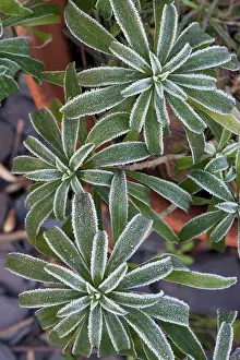 Wallflower: Wallflower, Erysimum cultivar, Green subject