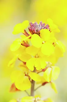 Toned: Wallflower uA'u Fragrant Star, Erysimum Fragrant