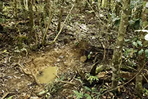Trace: Wallow of wild pig in rainforest New Caledonia