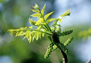 Regia: Walnut