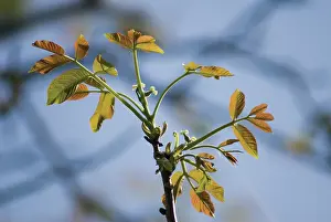 Regia: Walnut