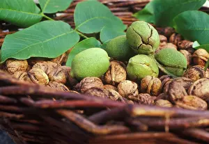 Regia: Walnut