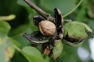 Triple: Walnut