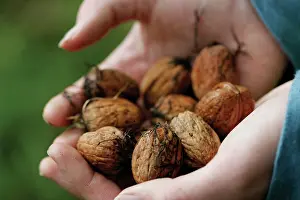 Regia: Walnut