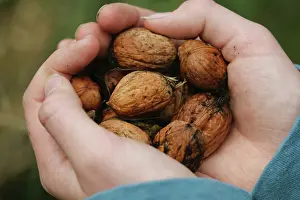 Regia: Walnut