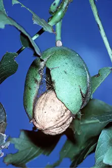 Nuts: WALNUT