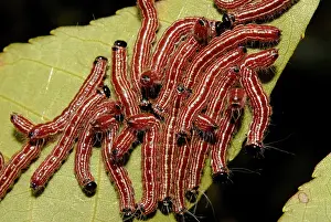 Larval: Walnut Caterpillars