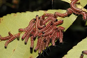 Larval: Walnut Caterpillars