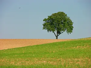 Juglans: Walnut, Genuine or Persian persian walnut (Juglans