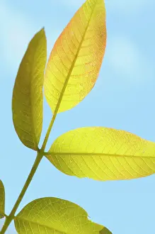 Regia: Walnut, Juglans regia, Close up of back lit leaves growing o