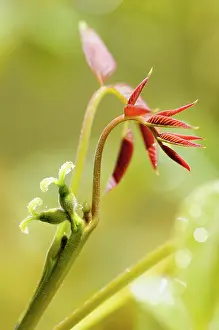 Regia: Walnut, Juglans regia, Close up of new growth.-