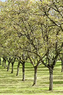 Regia: Walnut, Juglans regia, Line of trees in an orchard.-