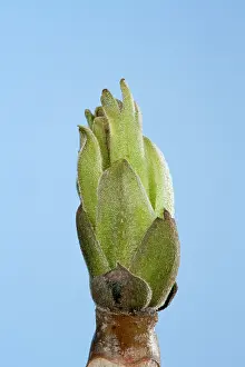 Regia: Walnut - leaf bud opening in spring