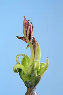 Regia: Walnut - leaf bud opening in spring