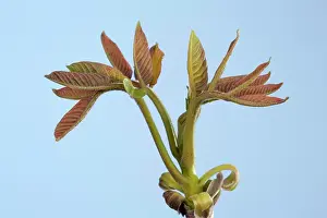 Regia: Walnut - leaf bud opening in spring