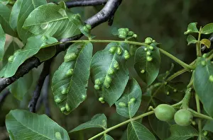 Regia: Walnut leaf gall mite blisters
