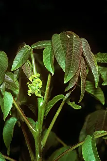 Walnuts: WALNUT LEAVES