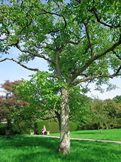 Walnuts: Walnut Tree