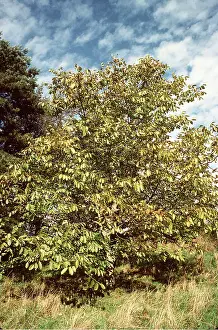 Walnut: WALNUT TREE