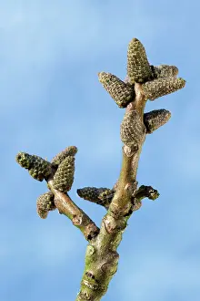 Walnuts: Walnut Tree - bud in spring