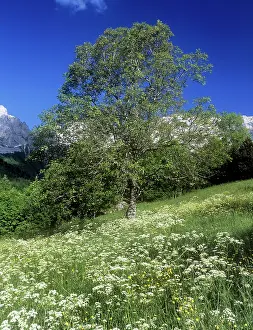 Regia: Walnut Tree - In flowery field