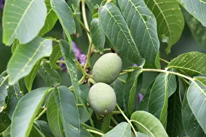 Walnuts: Walnut tree - fruit