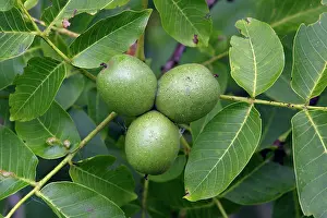 Walnuts: Walnut Tree - leaves and ripening fruits or nuts