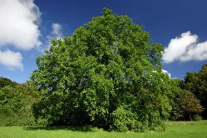 Walnuts: Walnut Tree - standing on country roadside