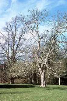 Walnuts: WALNUT tree - winter phase