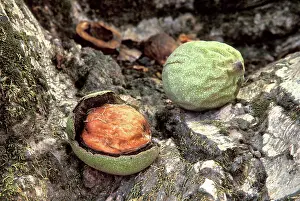 Half: Walnuts