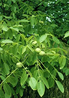 Walnuts: Walnuts on Walnut Tree