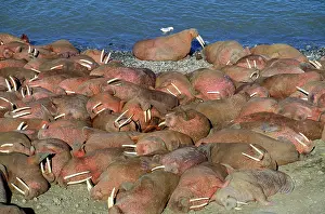 Bering: Walrus
