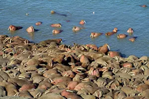 Bering: Walrus