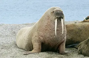 Walruses: WALRUS