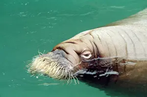 Walruses: WALRUS
