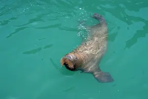 Walruses: WALRUS