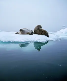 Alyssa Giustozzi: WALRUS