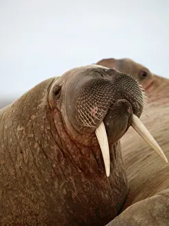 Walruses: Walrus