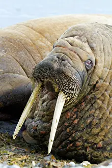 Walruses: Walrus
