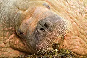 Walruses: Walrus