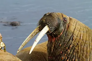Walruses: Walrus